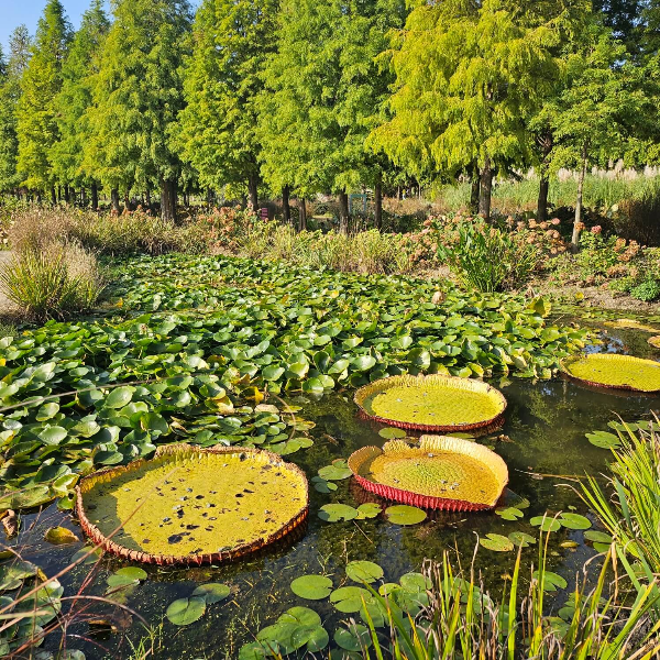 청산수목원-연못