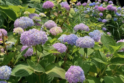 강원권 수국명소 추천 7곳, 여름 여행지로 꼭 가봐야 할 인생샷 스폿 총정리