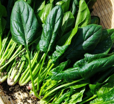 익혀 먹으면 더 좋은 채소 시금치