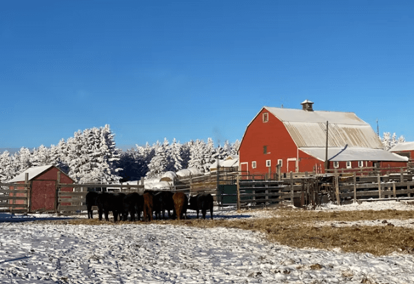 캐나다 워킹홀리데이 완벽 가이드: 비자부터 정착까지