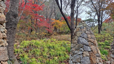 단풍명소_화담숲_자작나무숲