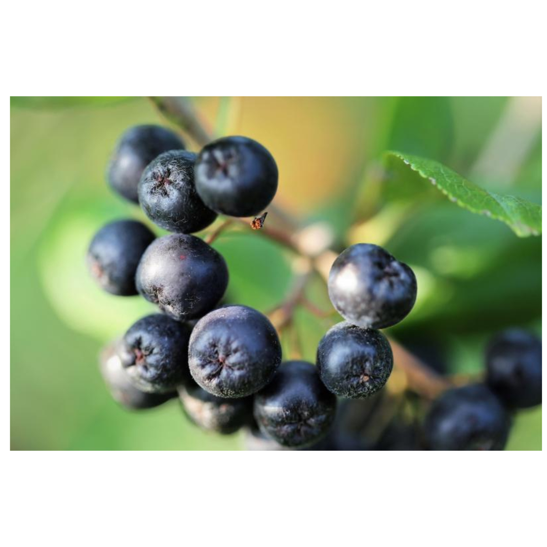 아로니아와 관련된 사진입니다.