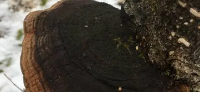 항암 효능&amp;#44; 면역력 강화&amp;#44; 섭취법까지! 상황버섯 총 정리 (2025 최신)