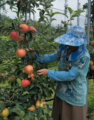 유포리 유성농원 홍로사과