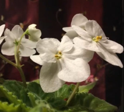 겨울 꽃 세인트폴리아