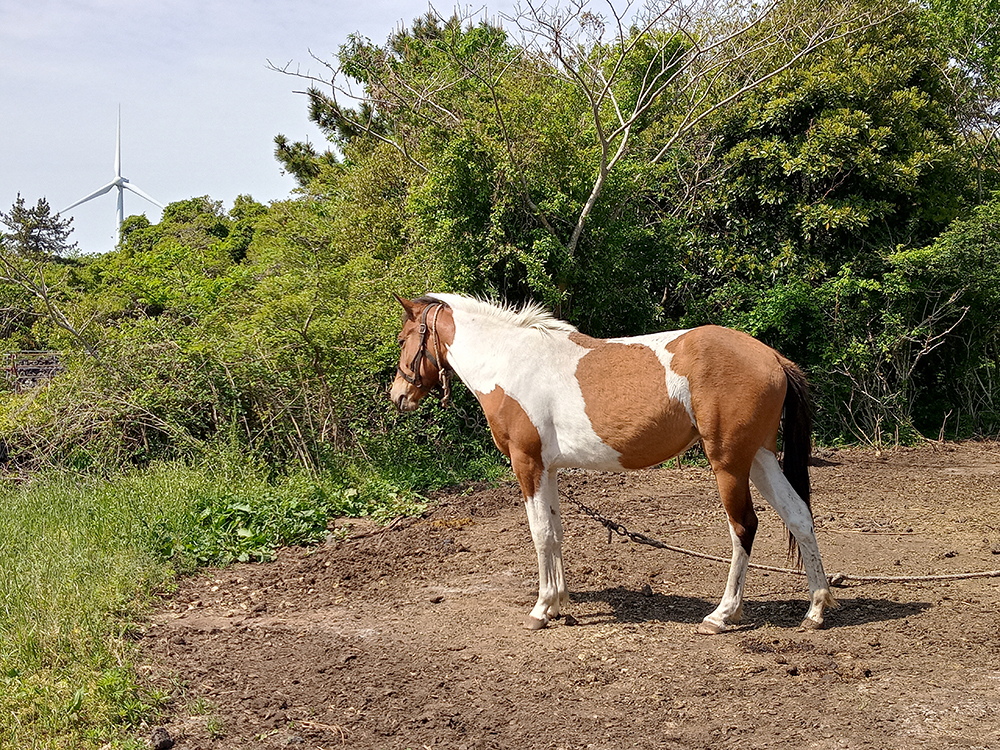 올레14-1코스: 저지예술정보화마을에서 오설록 녹차밭까지