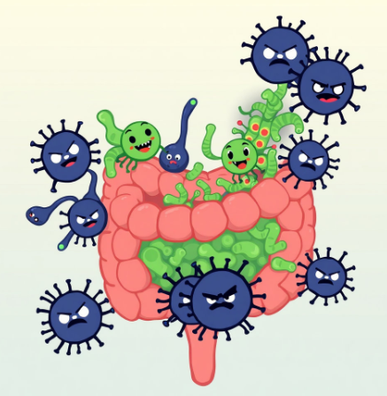 비엔날씬-유산균-후기-복용법