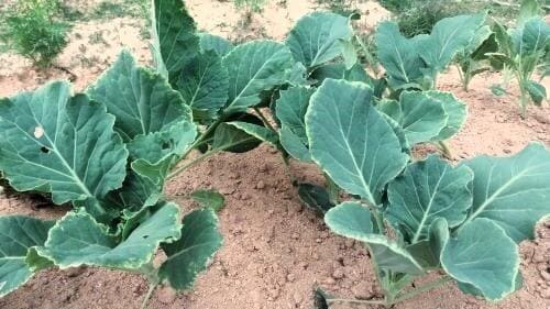 케일-재배방법-종자-파종시기-심는시기-수확시기