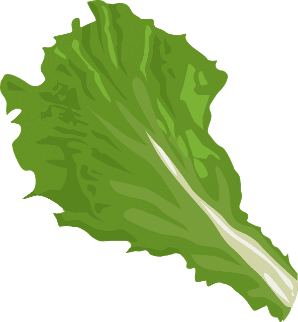 상추일러스트