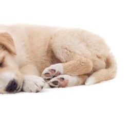 강아지 퇴행성 관절염 증상 및 관리 방법은 이렇게