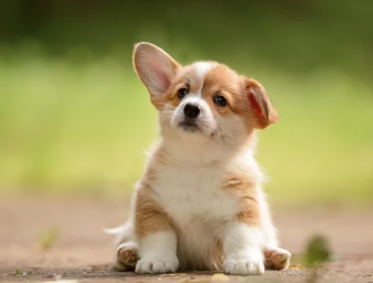 강아지/출처:어도비스톡