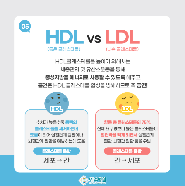 hdl 콜레스테롤 이란?