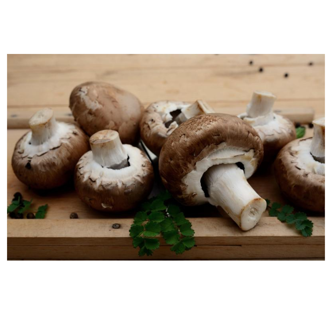 차가버섯과 관련된 사진입니다.