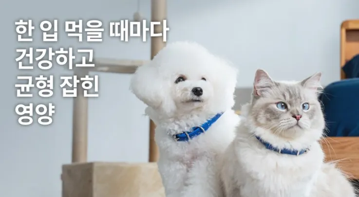 힐스사이언스다이어트-키튼-사료-고양이-사진