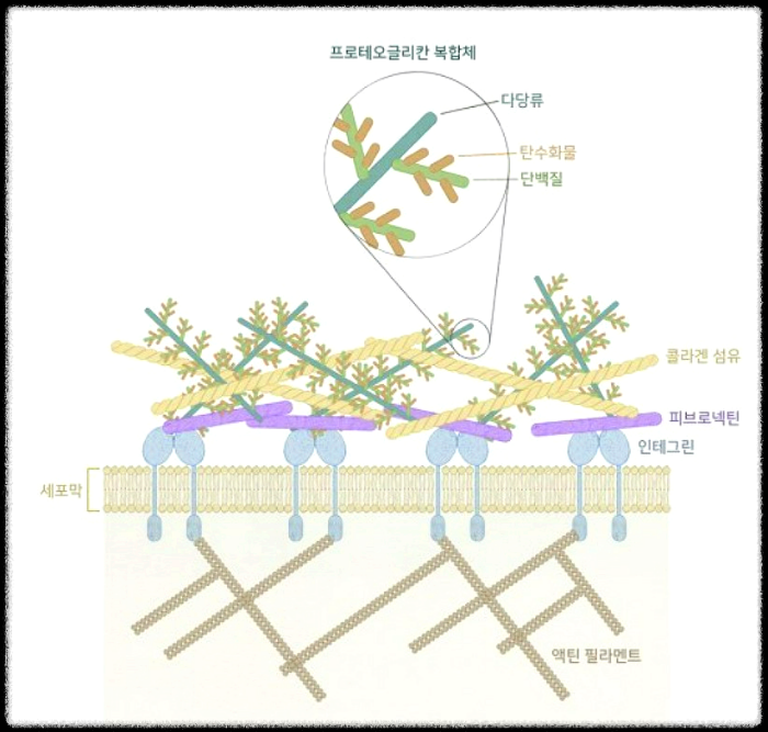 프로테오글리칸-복합체-네이버지식백과(출처)