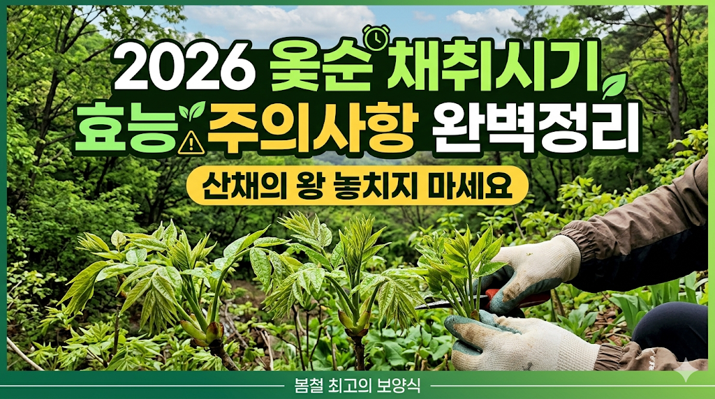 2026 옻순 채취시기 효능 주의사항 완벽정리: 산채의 왕 놓치지 마세요
