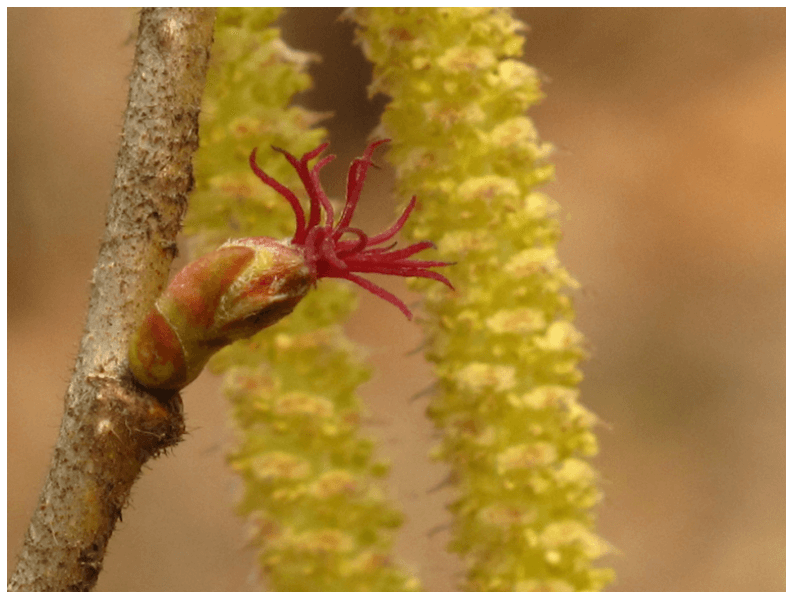 개암나무 열매 암,수꽃 재배법 효능 및 열매 먹는법
