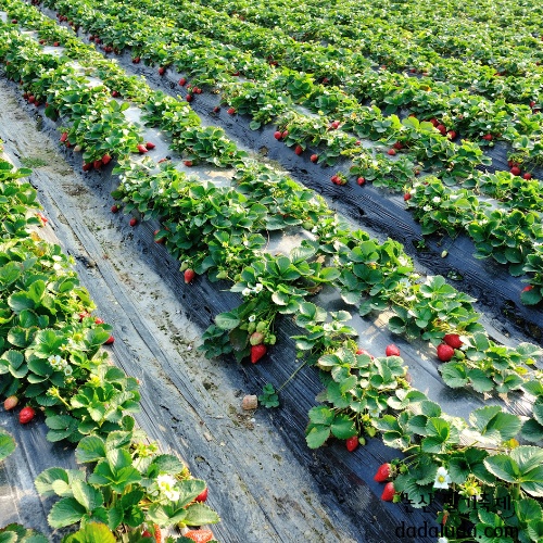 논산 딸기축제 일정 초대가수