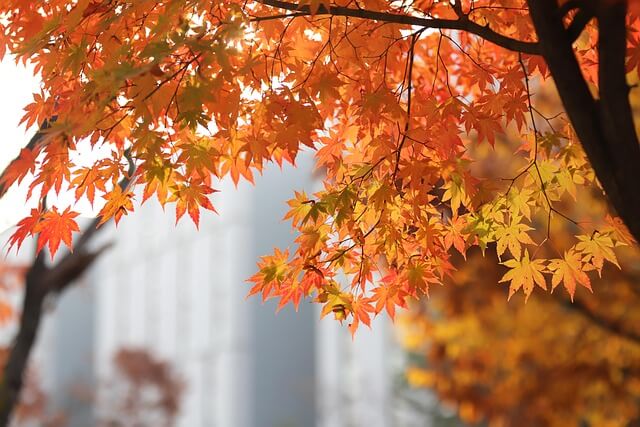 오대산 국립공원 가을 단풍｜등산코스&middot;야영장&middot;예약 총정리