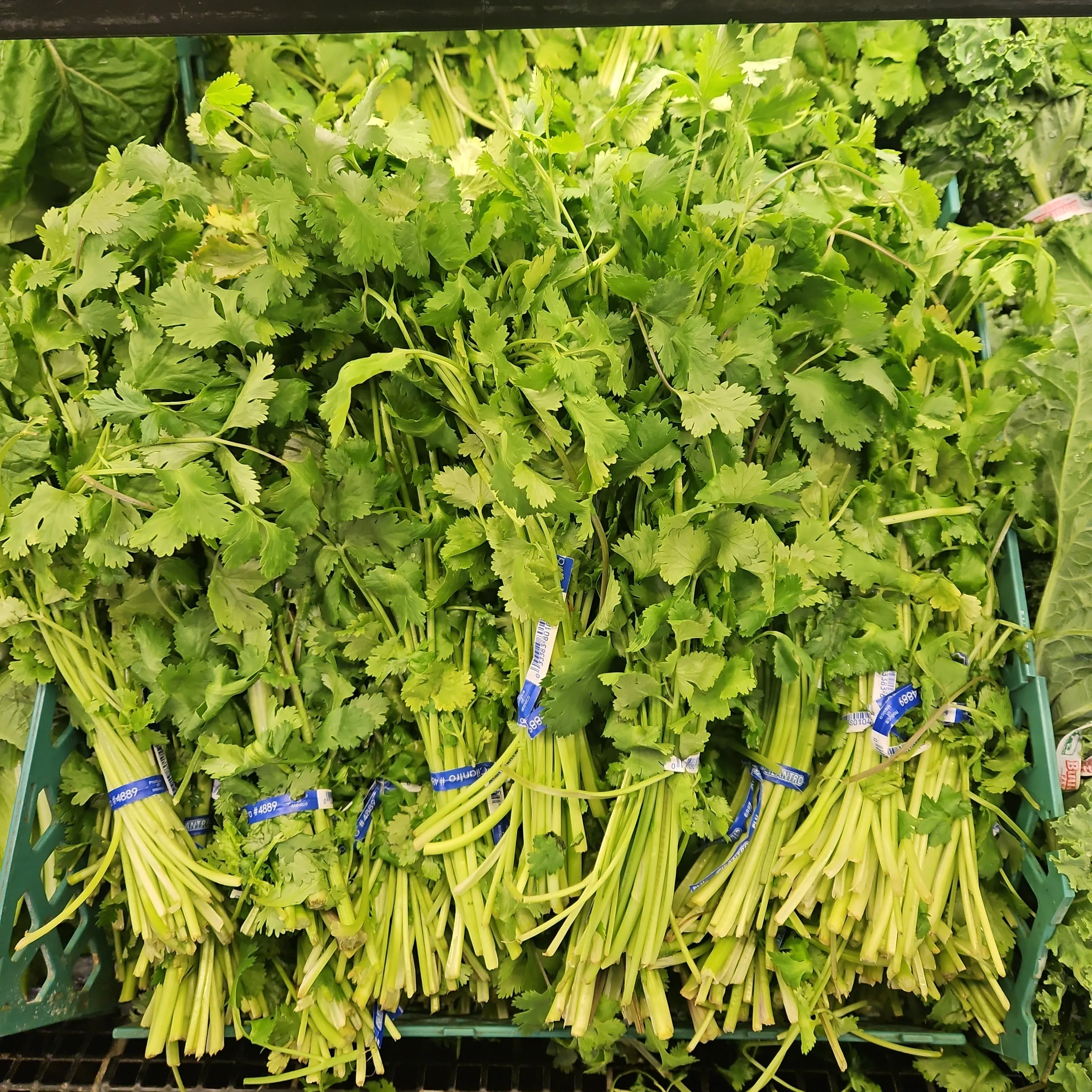 고수 나물 요리 재배 먹는법 무침 김치 만드는 법_5