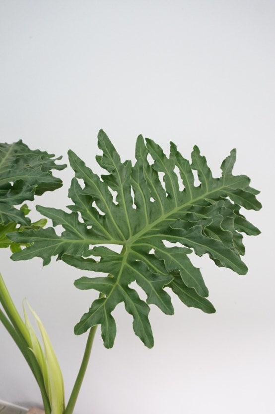 셀로움 – 고요한 정글 무드, 감정 정화 루틴