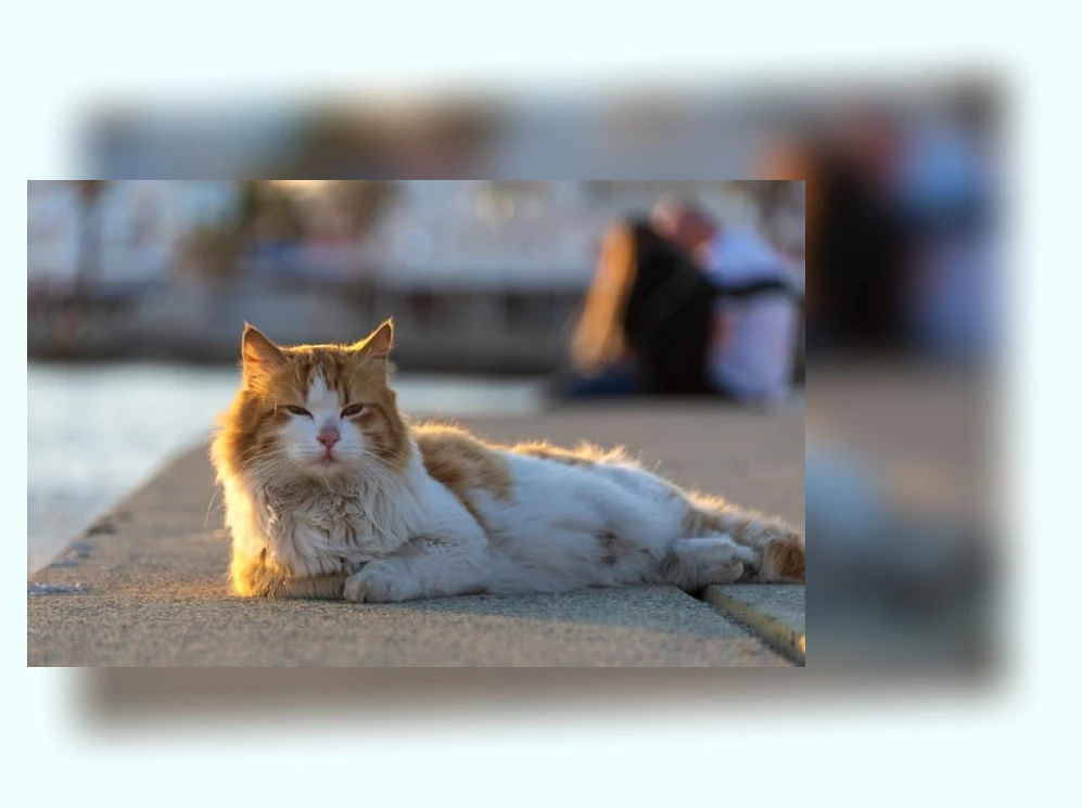 고양이 행동_2_subsection