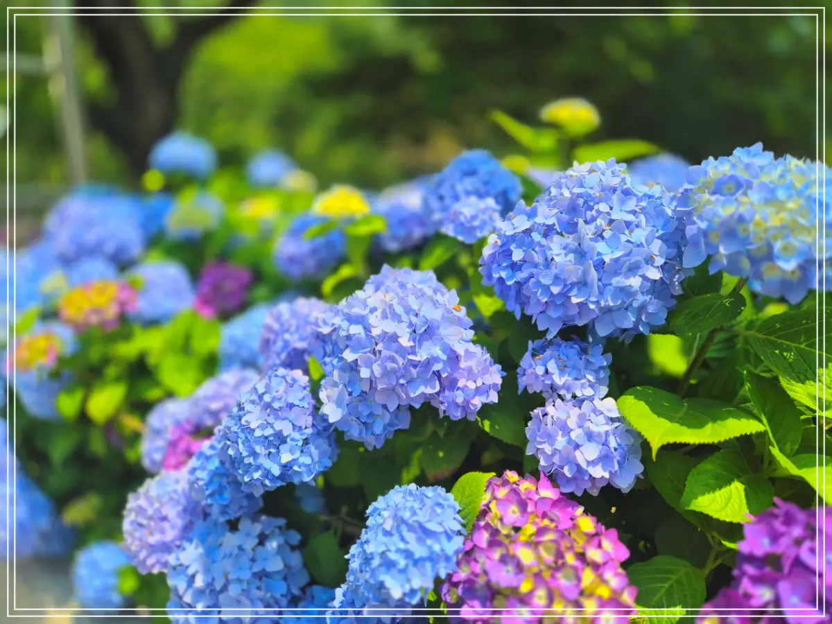 batch_Resized_20250610_113528_1749619863433