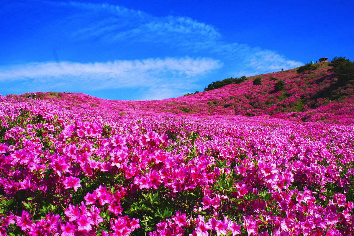 황매산 철쭉 축제 개화시기