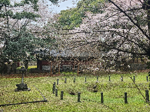 봄 여행지 제주도