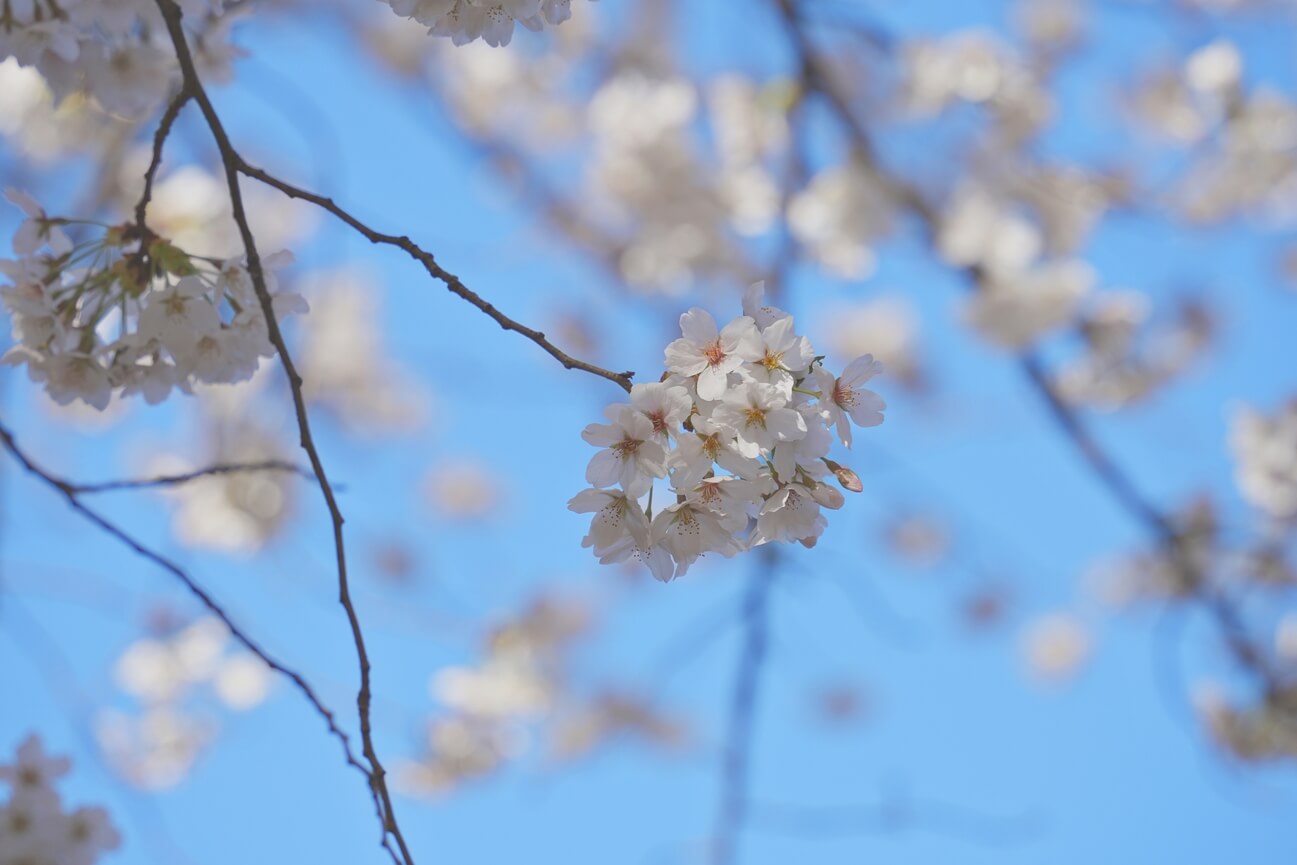 2024 벚꽃 개화시기