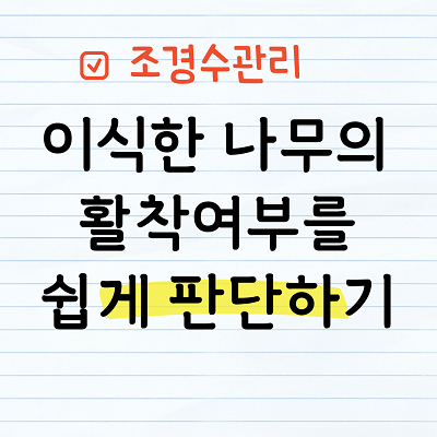 이식한 은행나무의 활착정도를 판단