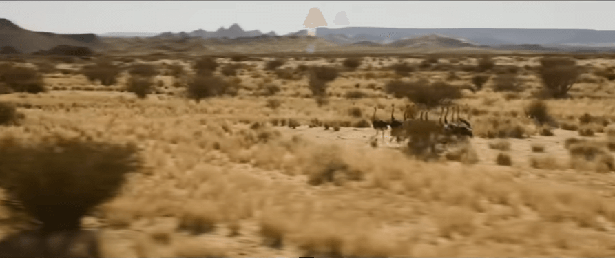 비스트 줄거리, 평점, 후기