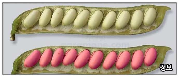 작두콩차-특징,-효능,-부작용