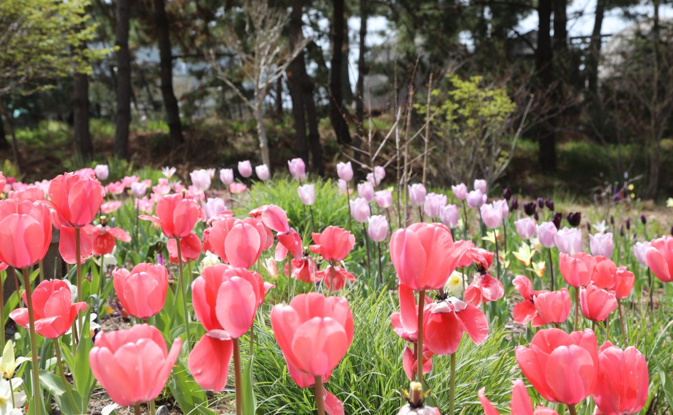 천리포수목원 봄축제