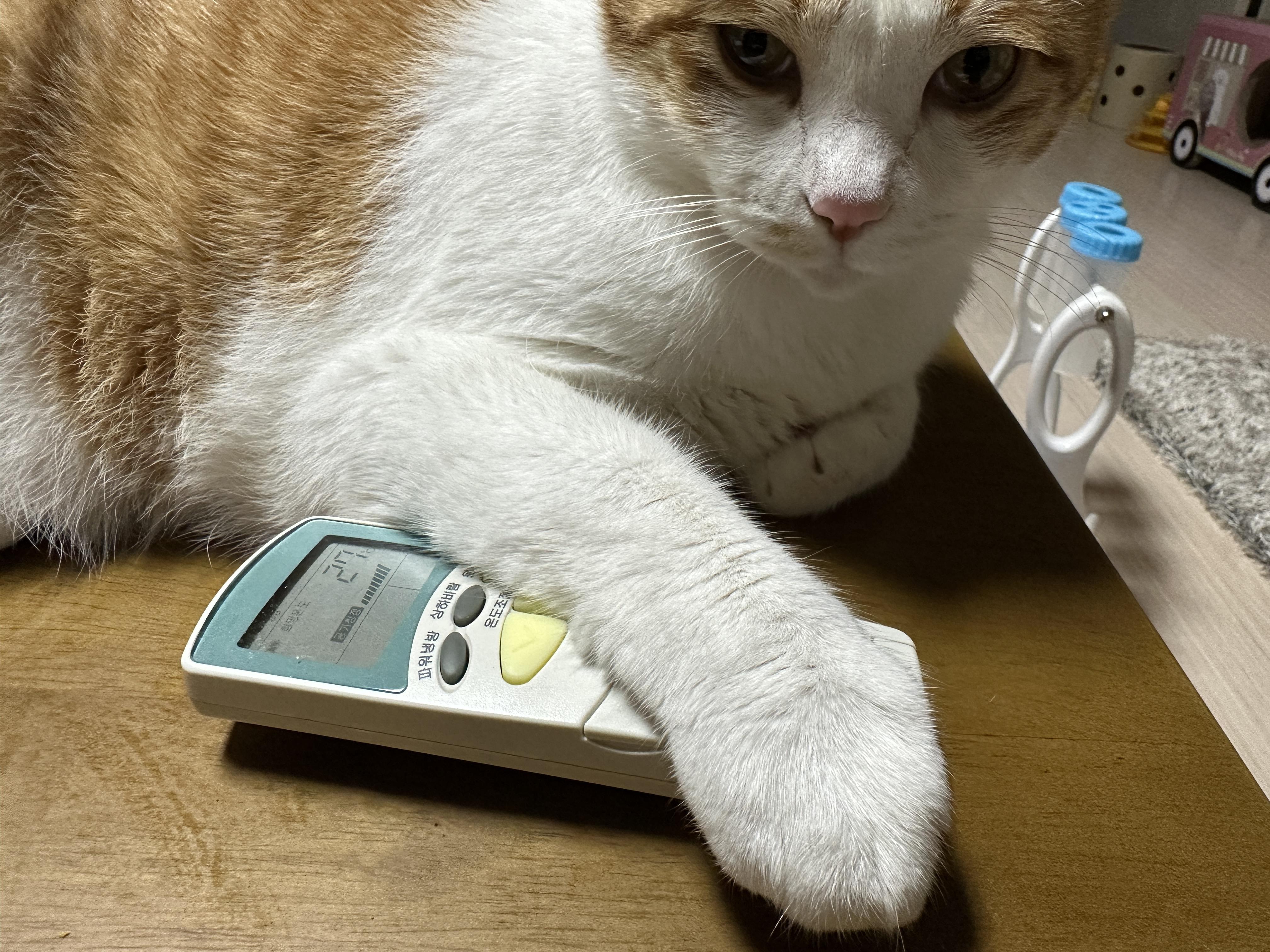 에어컨_리모컨_꼭_잡고_있는_막둥이_삐용