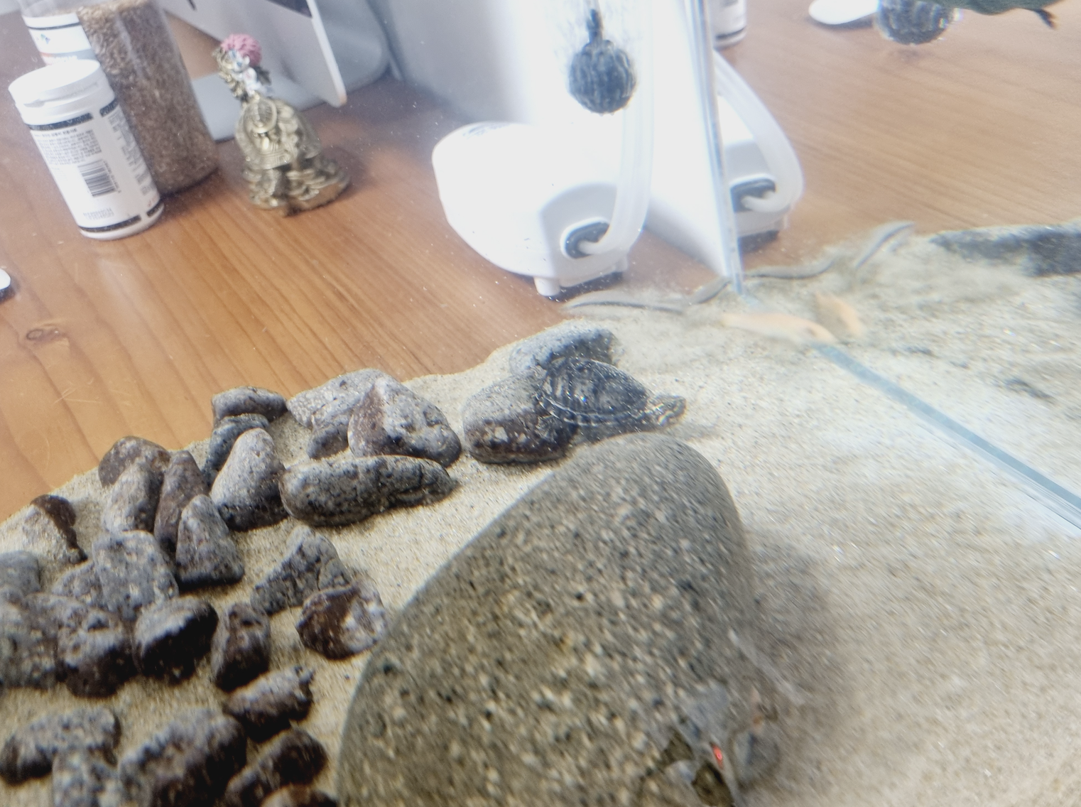 커먼머스크터틀