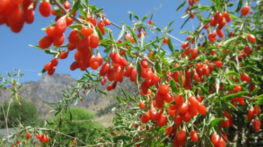 야생에서 잘 자라고 있는 구기자 나무의 빨간색 열매인 구기자 무리를 확대를 하여 찍은 사진