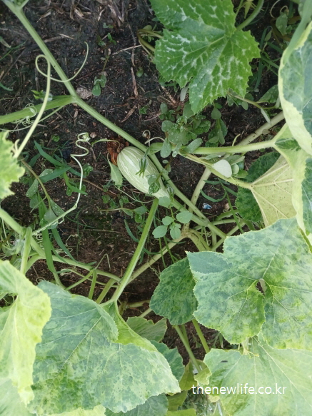 밭에서 덩굴에 매달린 어린 애호박-애호박 효능의 장 건강과 변비 개선 관련 실물 사진 (2)