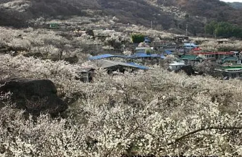전남 광양 매화마을의 만개한 매화꽃 전경