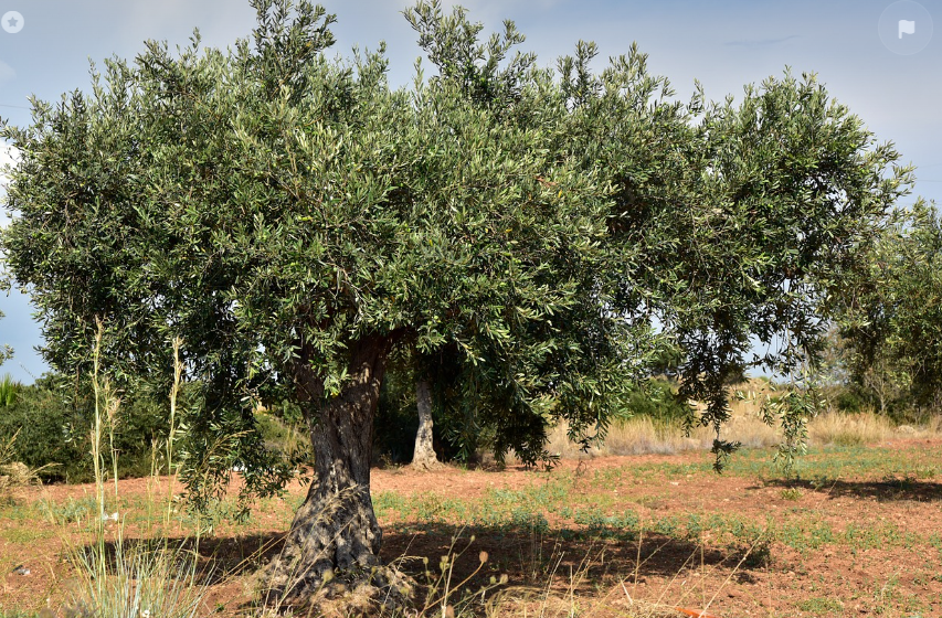 이탈리아의 올리브 나무 사진