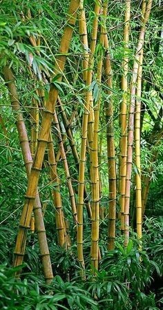 대나무가-다자라-노랗게-변해서-높게-자란-모습