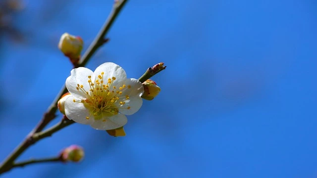 원동 매화축제기간 기차