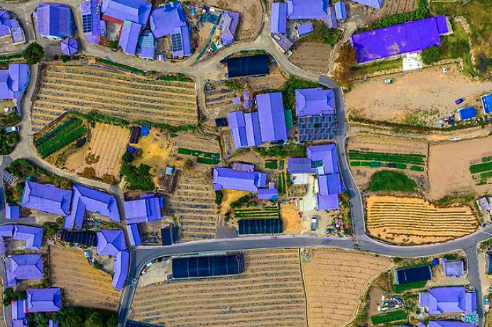 2025 퍼플섬 라벤더 축제