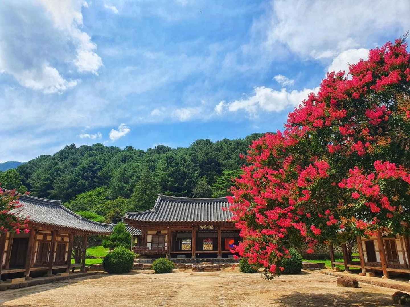 산청 덕천서원 배롱나무