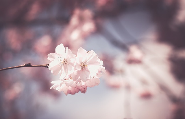 벚꽃