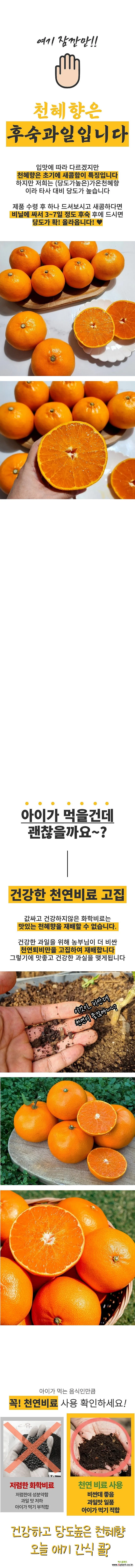 천혜향 재배 가지치기 봉지 씌우기 저장 요령_5