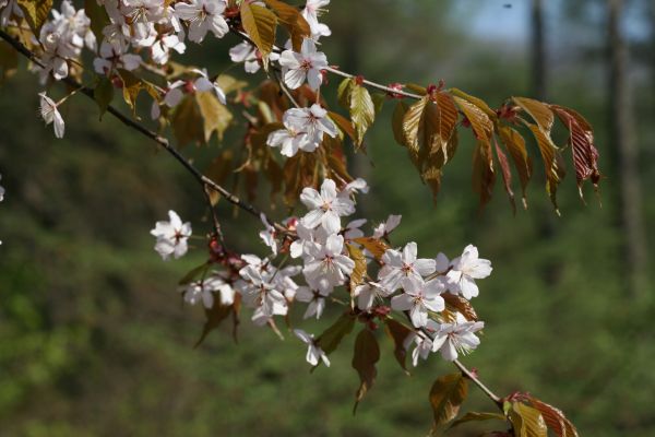 산벚나무