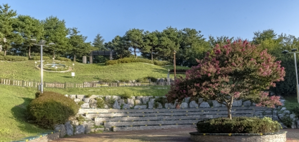 분홍빛 벚꽃 핀 강릉 남산공원 오성정 산책로