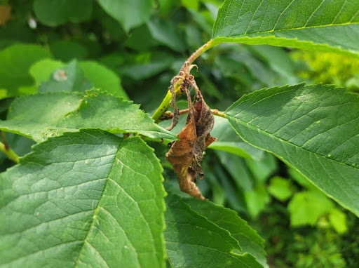 잎 일부가 마르고 손상 흔적이 보이는 체리나무 모습