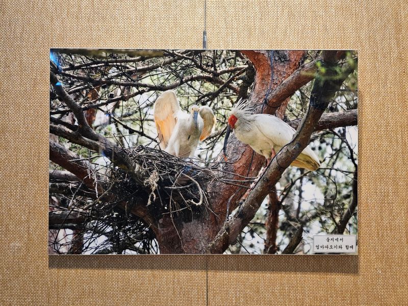 사진에 찍힌 따오기 모습